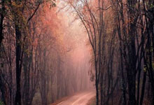 米兰体育官网：重伤勒沃库森官方：沈梦露十字韧带撕裂，赛季报销&伤缺数月.